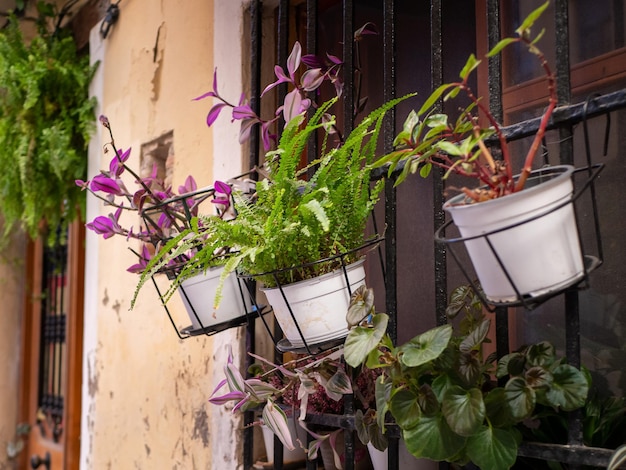 Diferentes plantas que florecen en macetas colgadas en una celosía de ventana