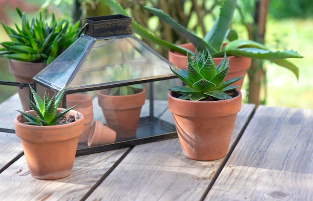 Foto diferentes plantas suculentas em vasos de flores com uma mini estufa em mesa de madeira