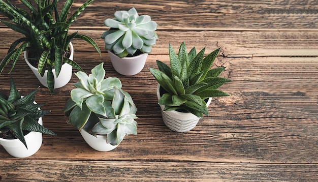 Diferentes plantas suculentas en la mesa de madera antigua