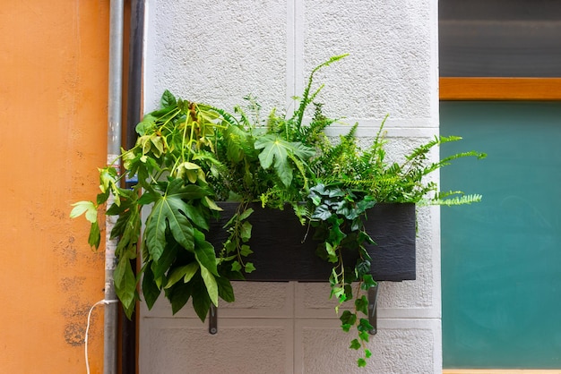 Diferentes plantas verdes en una maceta colgada de un soporte al lado de una ventana opaca más lejos