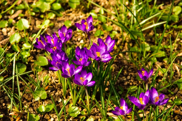 Diferentes primeras flores de primavera crecen en el suelo de cerca en el parque nacional. DOF poco profundo