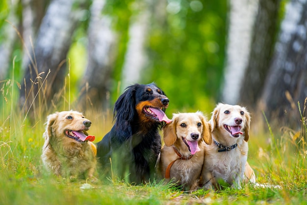 Foto diferentes raças de cães estão sentados na fila no fundo da natureza animais de estimação fofos estão andando