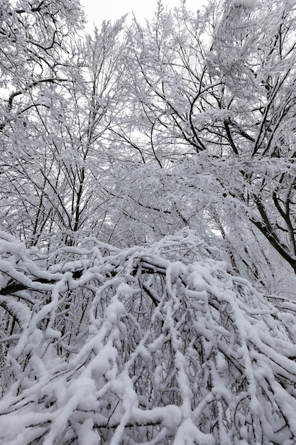 Diferentes tipos de árboles de hoja caduca desnudos sin follaje en la temporada de invierno, árboles desnudos cubiertos de nieve después de nevadas y ventiscas en la temporada de invierno