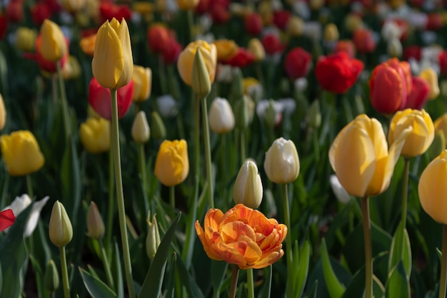 Diferentes tipos coloridos de campos de flores de tulipas