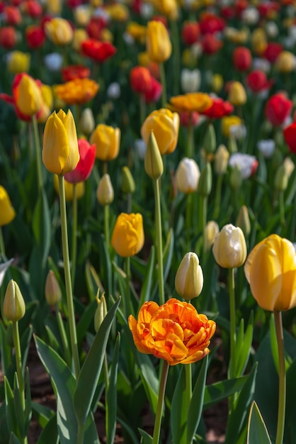 Diferentes tipos coloridos de campos de flores de tulipas