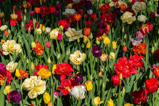 Diferentes tipos coloridos de campos de flores de tulipas