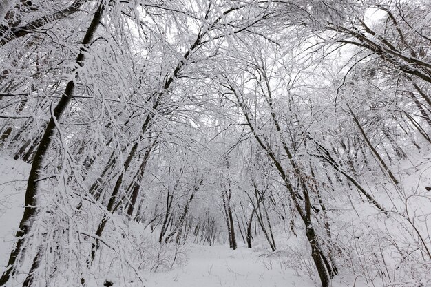 Diferentes tipos de árvores decíduas nuas sem folhagem no inverno, árvores nuas cobertas de neve após nevascas e nevascas no inverno