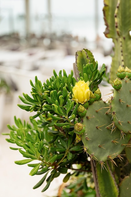 Diferentes tipos de cactos. Flores amarelas do cacto.