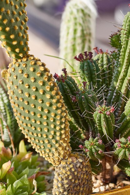 Diferentes tipos de cactos vistos de perto com flores e montes cactus ao  sol | Foto Premium