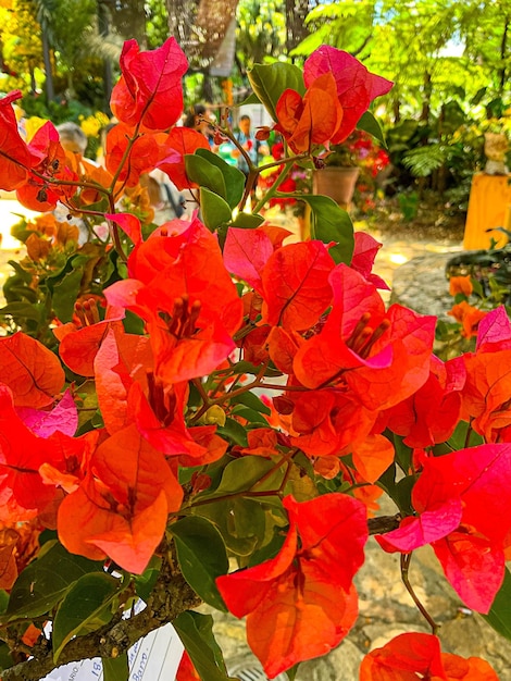 Foto diferentes tipos de flores naturais