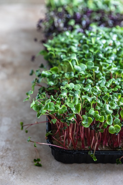 Foto diferentes tipos de micro-verduras em bandejas conceito de alimentação vegana e saudável microgreens crus orgânicos