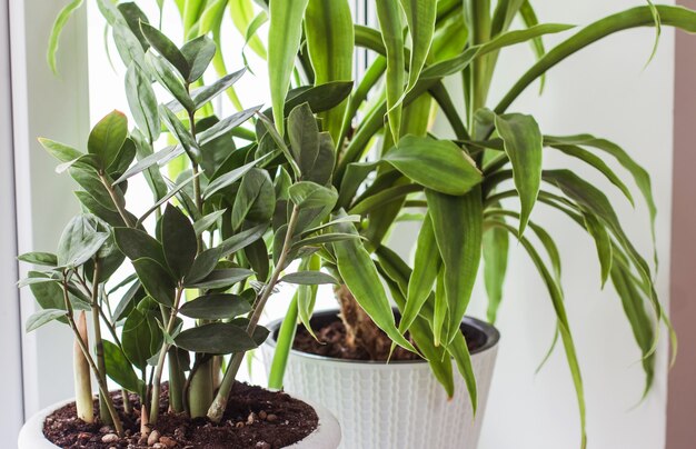 Diferentes tipos de planta de casa em vaso fundo verde de jardinagem decoração da casa copiar decoração do espaço