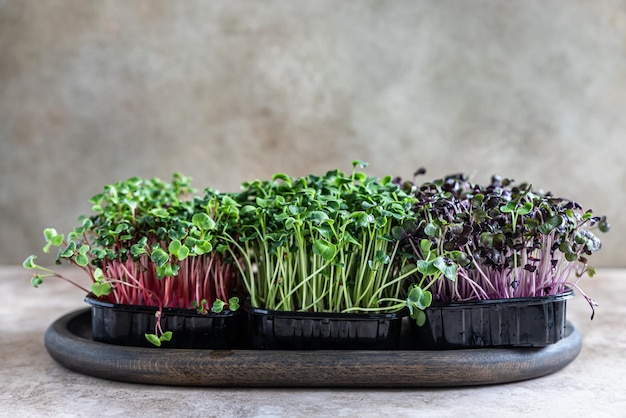 Diferentes tipos de germinación de semillas de micro greens en casa Concepto de alimentación saludable y vegano