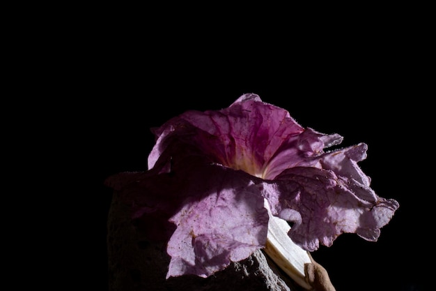 Foto diferentes tipos de hojas vegetales