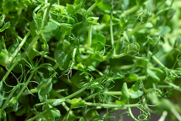 Diferentes tipos de microgreens vista superior de primer plano Los brotes de semillas son verdes Eco vegano estilo de vida saludable bio banner Textura de fondo natural verde Vitaminas Aminoácidos Beneficios de los superalimentos orgánicos