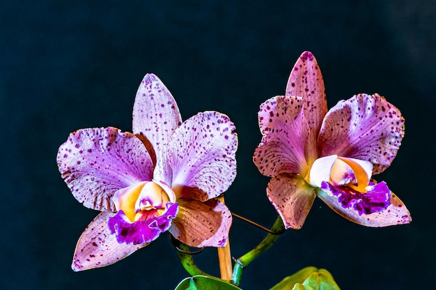 Diferentes tipos de orquídeas coloridas producidas en Brasil