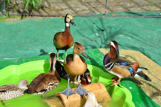 Foto diferentes tipos de patos en el corral.