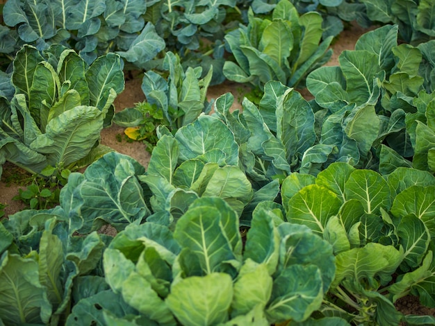 Diferentes tipos de repollo en el jardín de la casa El jardín está plantado con coliflor de brócoli