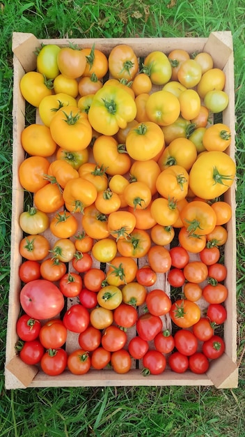 Diferentes variedades de tomates amarelos e vermelhos de diferentes variedades em caixa de madeira