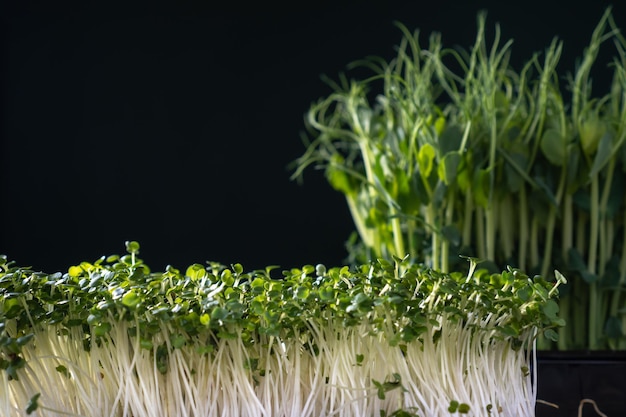 Diferentes variedades de microvegetales cultivo doméstico Dos tipos de brotes de microvegetales en el enfoque selectivo de la pared negra