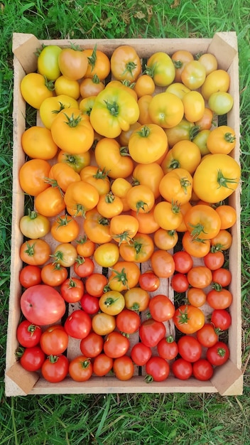 Diferentes variedades de tomates amarillos y rojos de diferentes variedades en una caja de madera