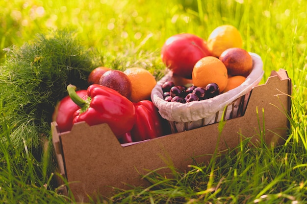 Diferentes vegetais e frutas colhidos na cesta no chão