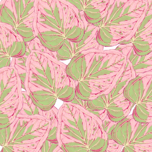 Foto digitaler farbhintergrund des rosa und grünen tropischen blätteraquarells des caladiums