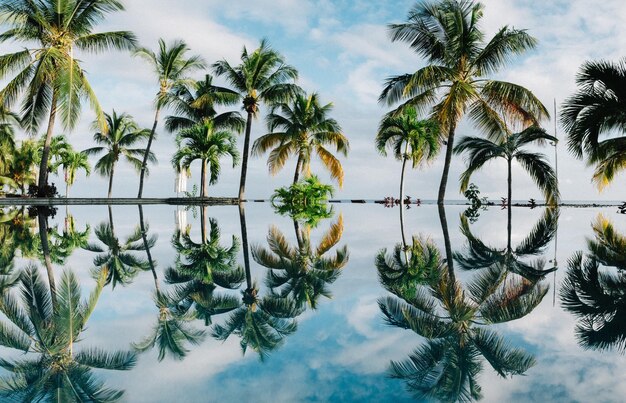 Foto digitales zusammengesetztes bild von palmen am schwimmbad gegen den himmel