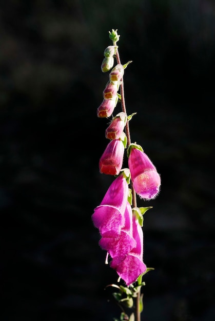 Digitalis obscura - Corregia ou dedaleira negra é uma espécie da família Plantaginaceae.