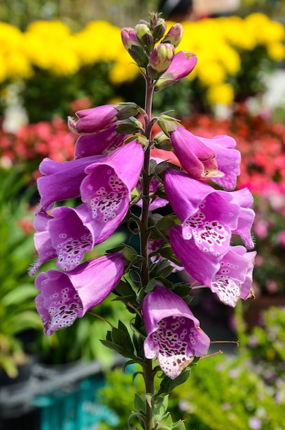 Digitalis purpurea Común Dedalera