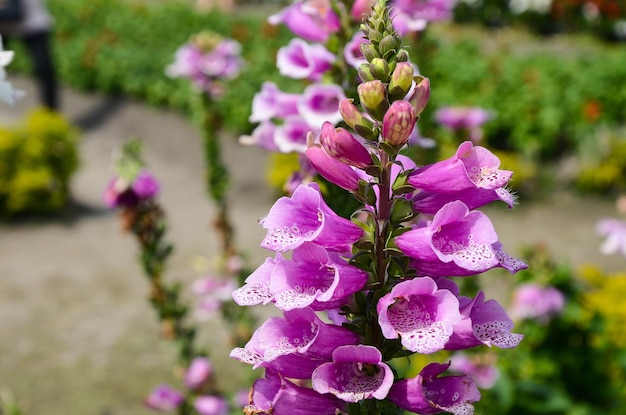 Digitalis purpurea dedaleira comum