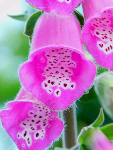 Foto digitalis purpurea flor morada