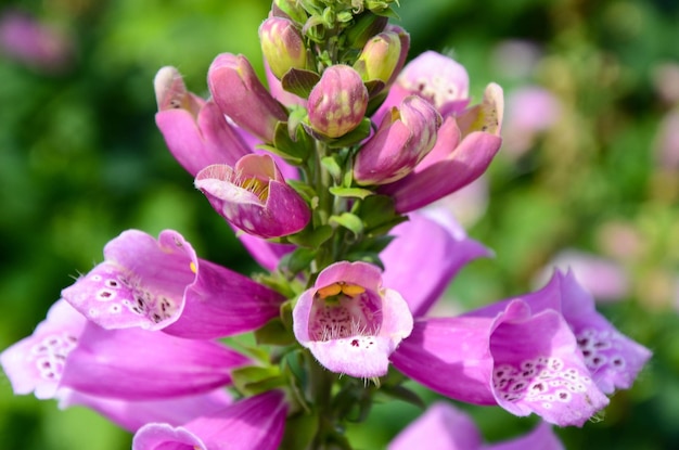 Digitalis purpurea Gewöhnlicher Fingerhut