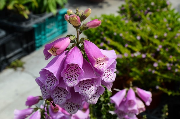 Digitalis purpurea Gewöhnlicher Fingerhut