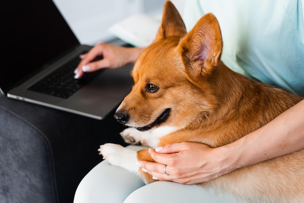 Digitando texto no laptop e segurando o adorável Welsh Corgi Pembroke nas mãos O cão Purebred Corgi senta-se nas mãos do proprietário