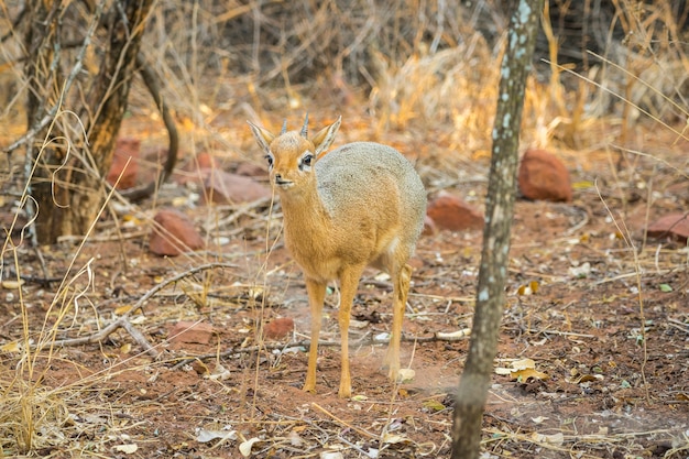 Dik Dik Antilope im Nationalpark Waterberg Plateau in Namibia, Afrika.