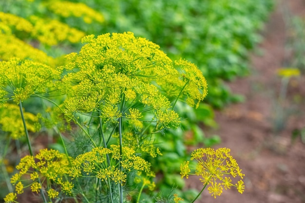 Dill auf den Beeten Dill-Blütenstand im Feld, das Dill anbaut