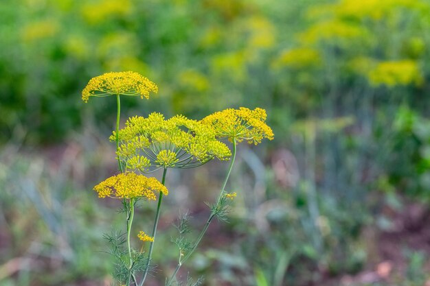 Dill auf den Beeten Dill-Blütenstand im Feld, das Dill anbaut