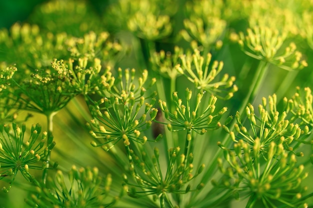 Dill florescendo. fundo verde com flores amarelas de endro