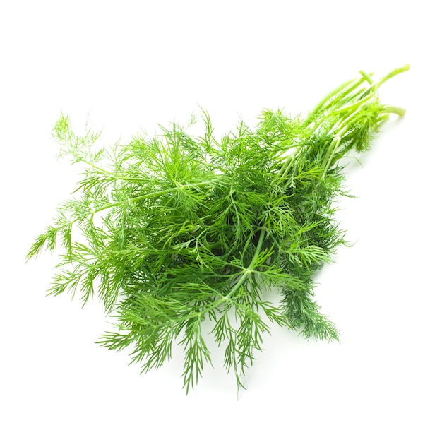 Dill isoliert