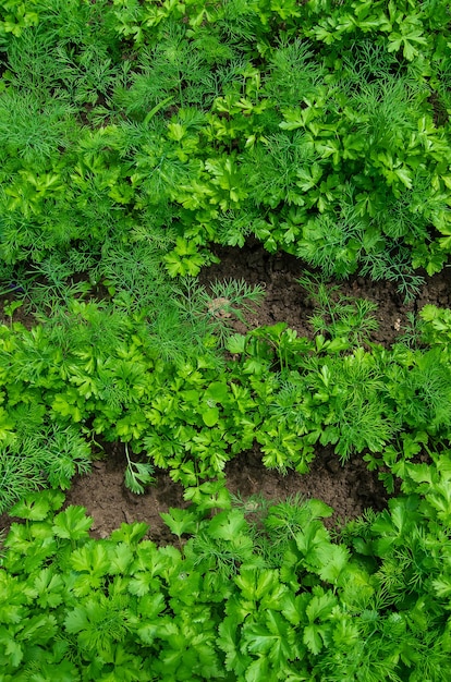 Dill, Petersilie und Koriander wachsen im Garten