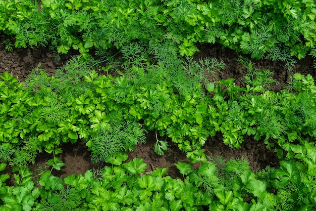 Dill, Petersilie und Koriander wachsen im Garten