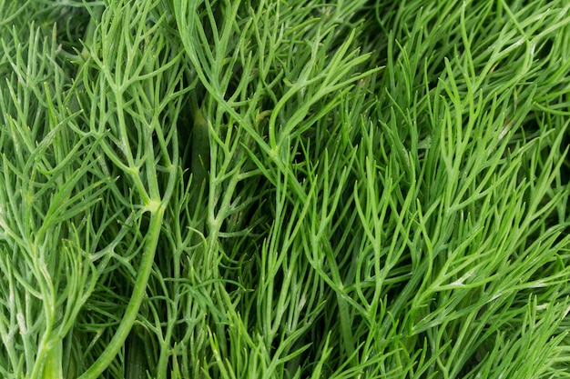 Dill verlässt strukturiertes buntes Grün