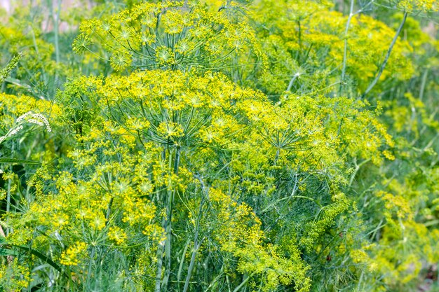 Dill während der Blüte in einem ländlichen Gemüsegarten