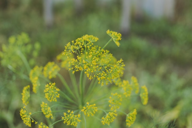 Dillblüten auf grünem Hintergrund