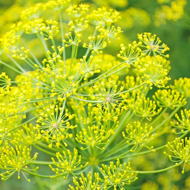 Dillblüten der Pflanze