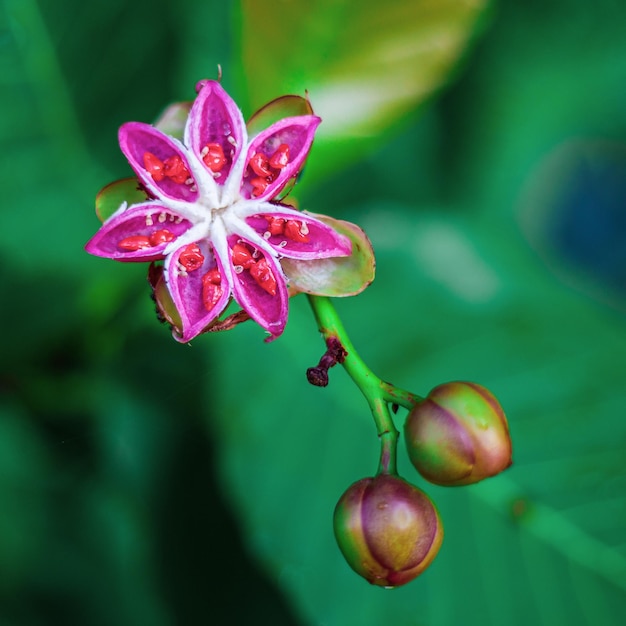 Foto dillenia alata comúnmente conocida como haya roja o árbol de guinea dorado