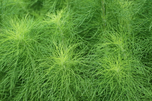 Dillkraut im Gartenhintergrund