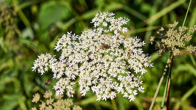 Diminutas flores blancas y abejas en Sochi, Rusia