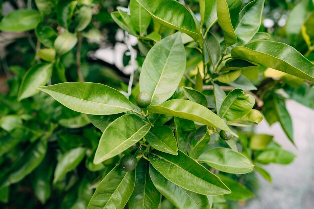 Diminutas mandarinas verdes que han florecido recientemente en la rama de un árbol en el jardín